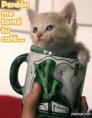 /album/fotogaleria/gatito-perdon-jpg/