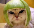 /album/fotogaleria/gato-melon-jpg/
